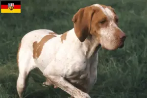 Přečtete si více ze článku Chovatelé a štěňata Braque de l’Ariège v Sársku