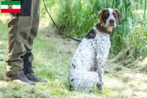 Přečtete si více ze článku Braque français type Gascogne chovatelé a štěňata v Severním Porýní-Vestfálsku