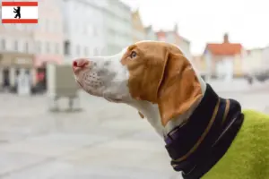 Přečtete si více ze článku Chovatelé a štěňata Braque Saint-Germain v Berlíně