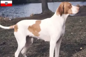 Přečtete si více ze článku Chovatelé a štěňata Braque Saint-Germain v Durynsku