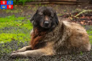 Přečtete si více ze článku Chovatelé a štěňata Cão Da Serra Da Estrela v Hradci Králové