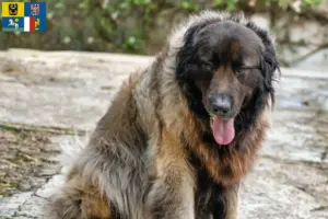Přečtete si více ze článku Cão Da Serra Da Estrela chovatelé a štěňata v Moravskoslezském kraji