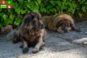 Přečtete si více ze článku Cão Da Serra Da Estrela chovatelé a štěňata v Plzni