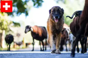 Přečtete si více ze článku Chovatelé a štěňata Cão Da Serra Da Estrela ve Švýcarsku