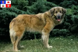 Přečtete si více ze článku Cão Da Serra Da Estrela chovatelé a štěňata na Vysočině