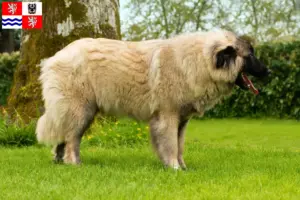 Přečtete si více ze článku Cão Da Serra Da Estrela chovatelé a štěňata ve Středočeském kraji