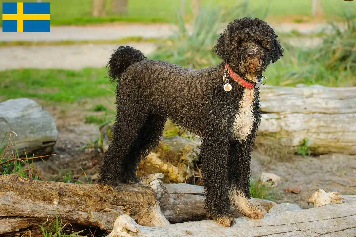 Cão de Agua português štěňata a chovatelé Švédsko Zde najdete chovatele Cão de Agua português ve Švédsku.