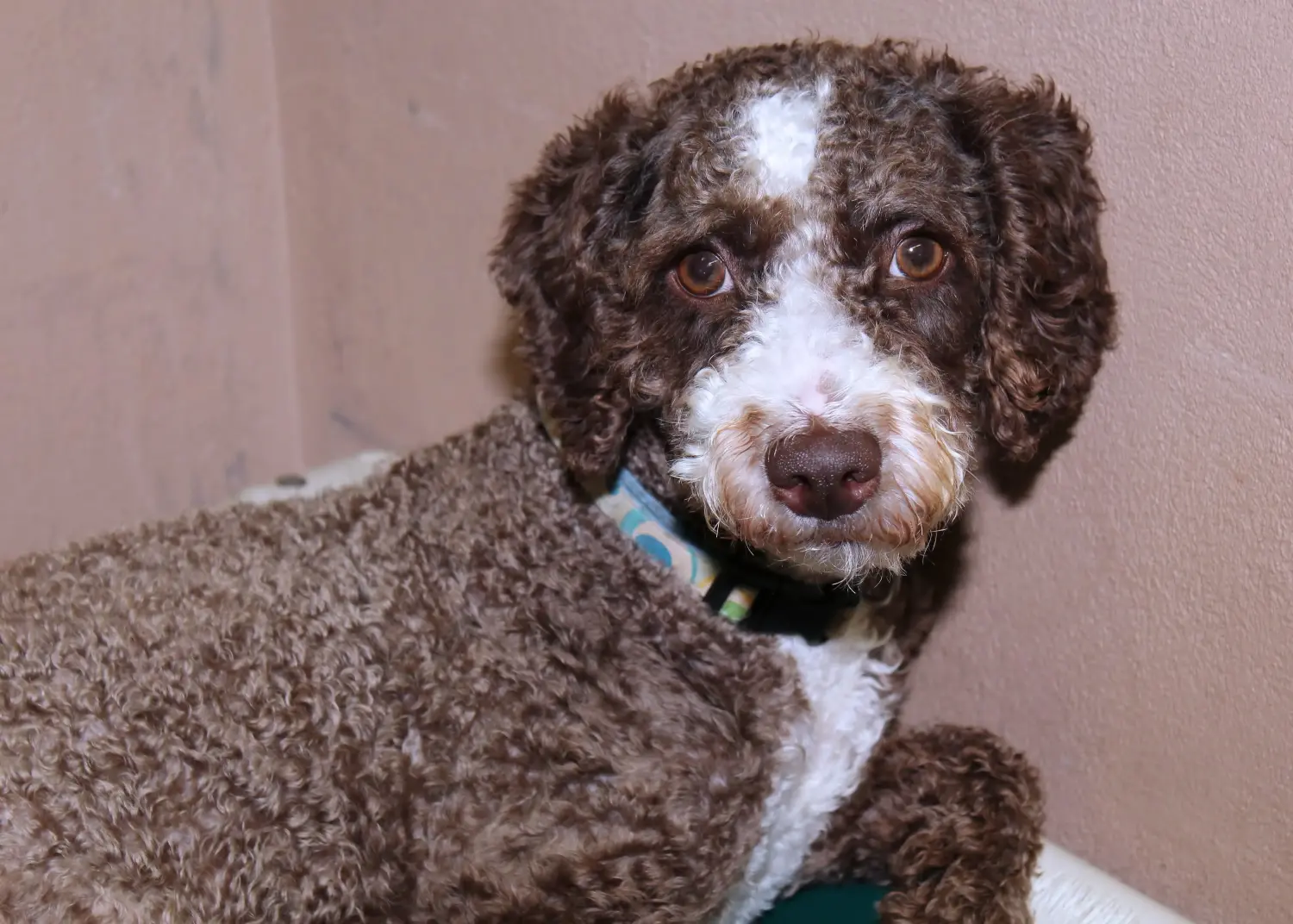 Koupit si štěně Cão de Agua português znamená převzít odpovědnost! Kupte si štěňata Cão de Agua português.