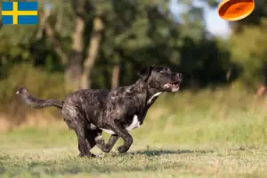 Přečtete si více ze článku Chovatelé a štěňata Cão Fila de São Miguel ve Švédsku
