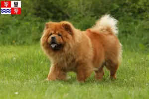 Přečtete si více ze článku Chovatelé čau-čau a štěňata ve Středočeském kraji