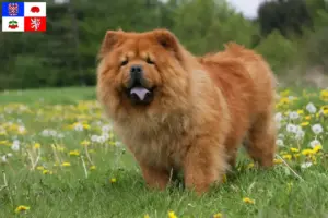 Přečtete si více ze článku Chovatelé čau-čau a štěňata na Vysočině
