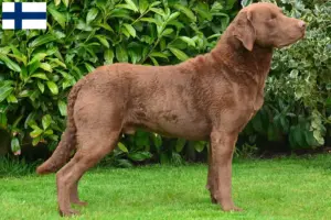 Přečtete si více ze článku Chesapeake Bay Retriever chovatelé a štěňata ve Finsku