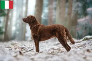Přečtete si více ze článku Chesapeake Bay Retriever chovatelé a štěňata v Itálii