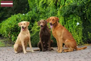 Přečtete si více ze článku Chesapeake Bay Retriever chovatelé a štěňata v Lotyšsku
