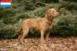 Přečtete si více ze článku Chovatelé a štěňata Chesapeake Bay Retrieverů v Lucembursku