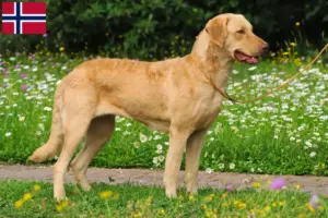 Přečtete si více ze článku Chesapeake Bay Retriever chovatelé a štěňata v Norsku