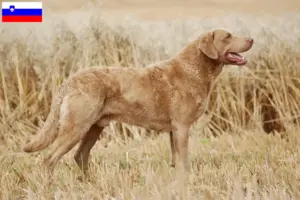 Přečtete si více ze článku Chesapeake Bay Retriever chovatelé a štěňata ve Slovinsku
