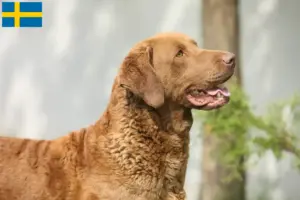 Přečtete si více ze článku Chesapeake Bay Retriever chovatelé a štěňata ve Švédsku