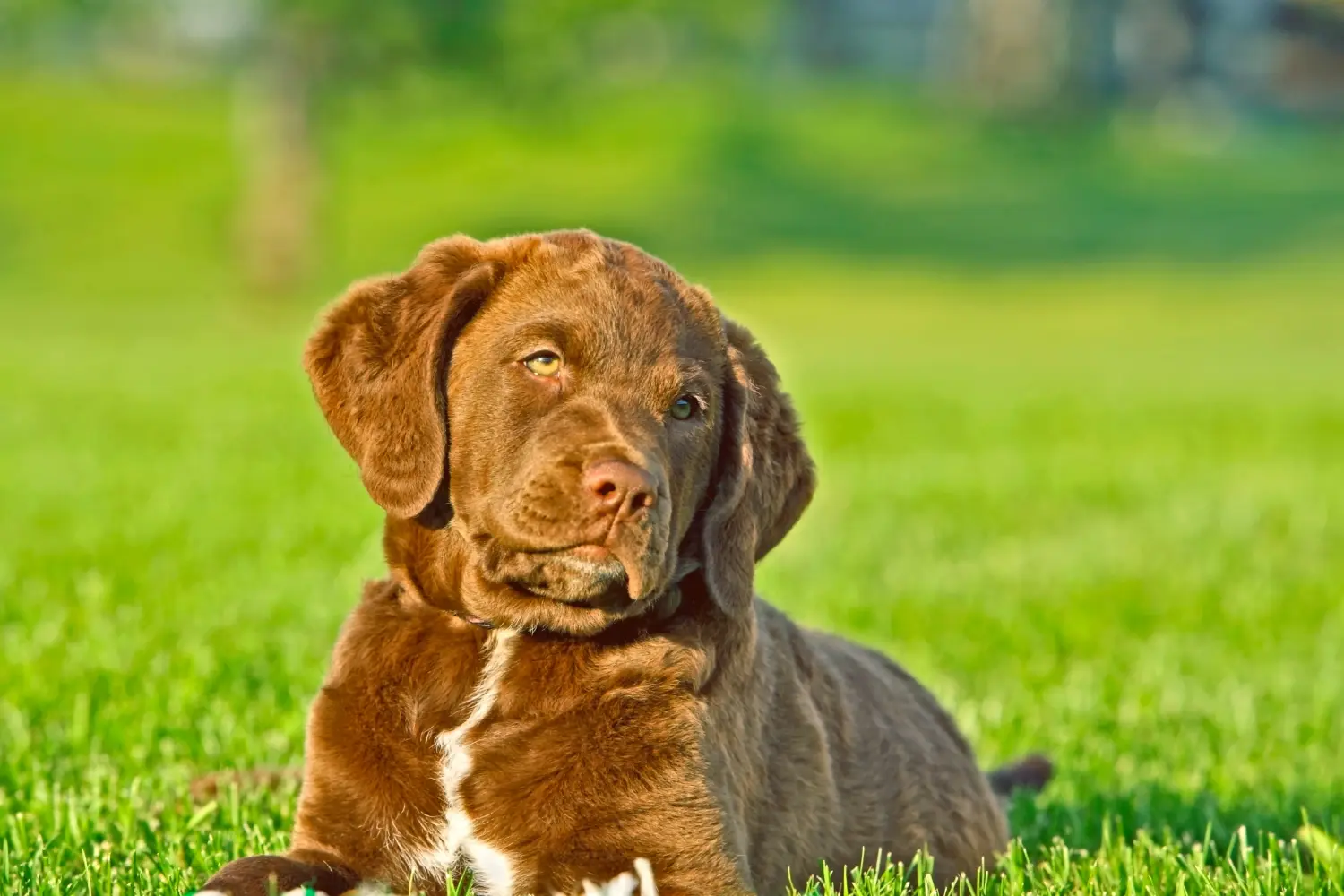 Koupit si štěně Chesapeake Bay Retrievera znamená převzít odpovědnost! Prodám štěňata Chesapeake Bay Retrievera.