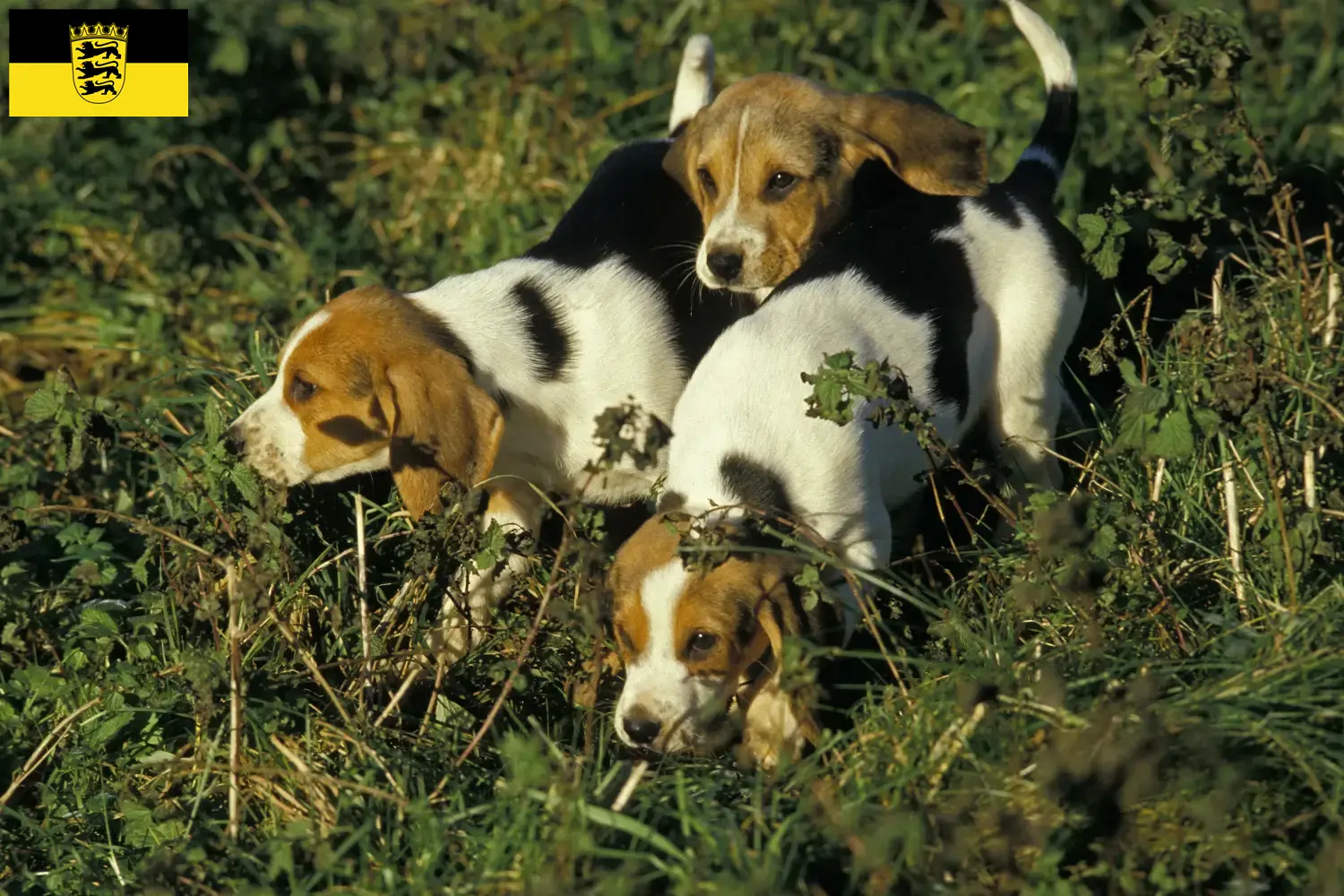 Přečtete si více ze článku Chovatelé a štěňata Chien d’Artois v Bádensku-Württembersku