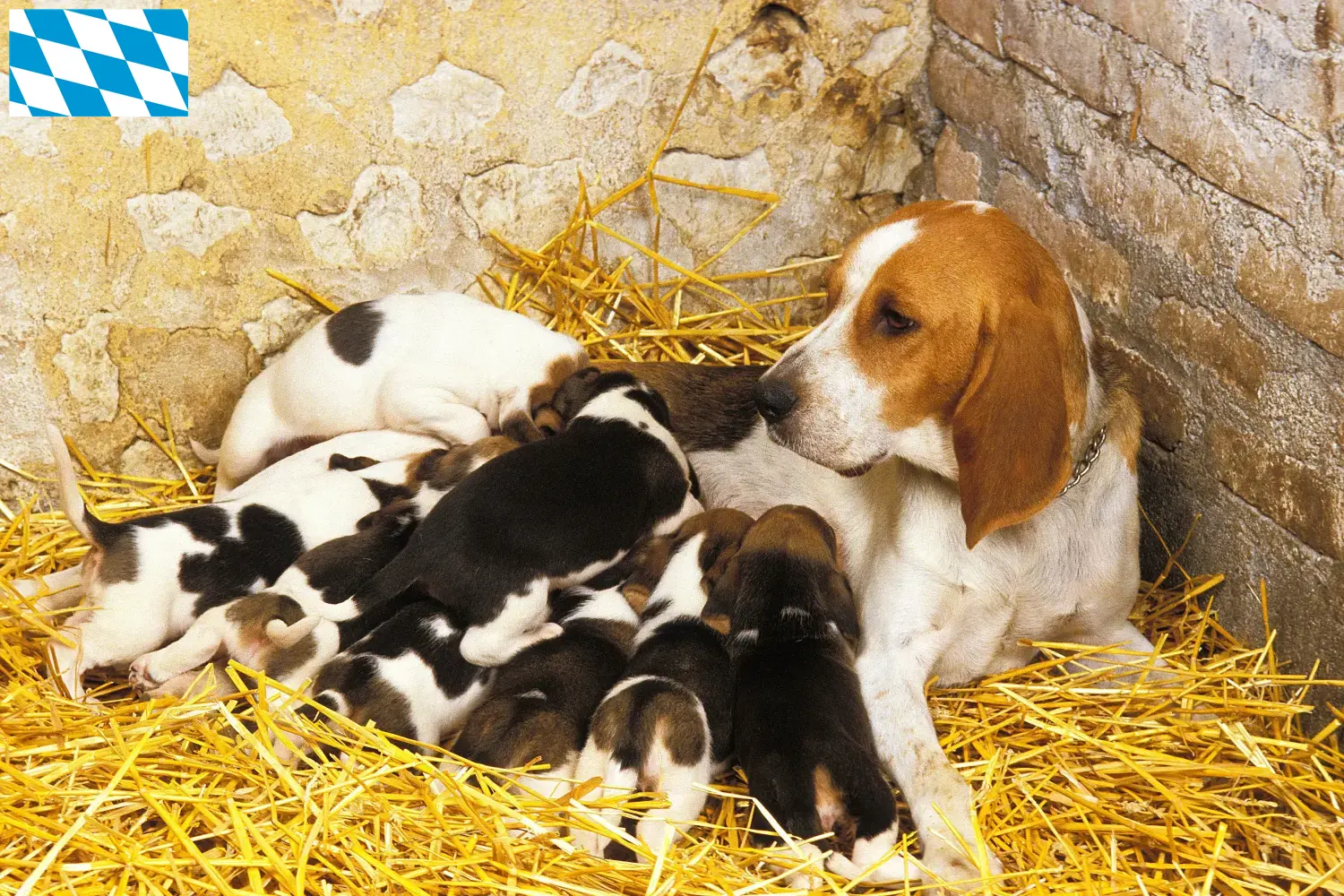 Přečtete si více ze článku Chovatelé a štěňata Chien d’Artois v Bavorsku