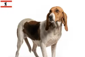 Přečtete si více ze článku Chovatelé a štěňata Chien d’Artois v Berlíně