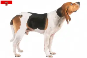 Přečtete si více ze článku Chovatelé a štěňata Chien d’Artois v Brandenburgu