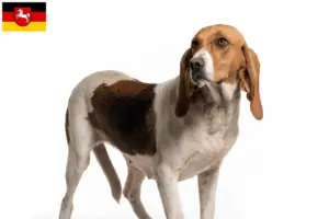 Přečtete si více ze článku Chovatelé a štěňata Chien d’Artois v Dolním Sasku