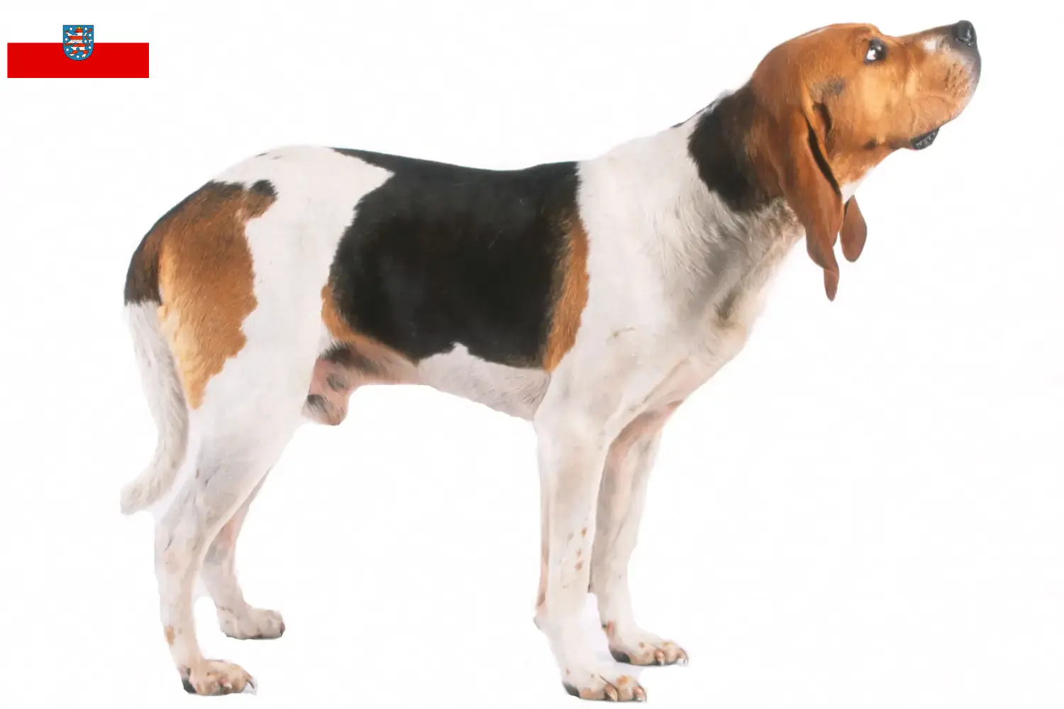 Přečtete si více ze článku Chovatelé a štěňata Chien d’Artois v Durynsku