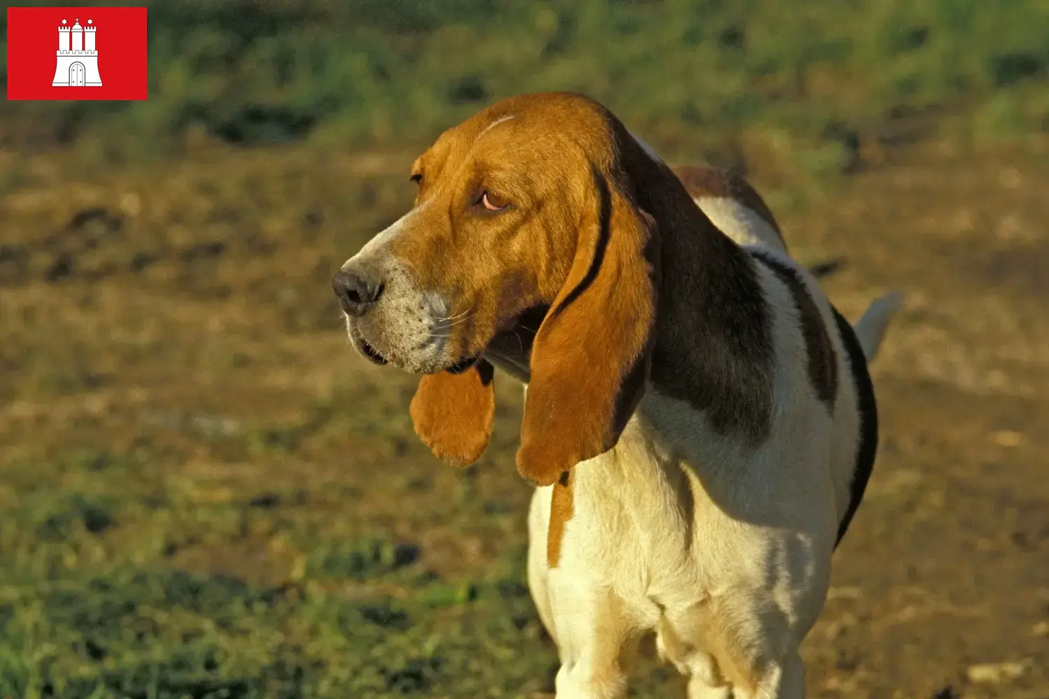Přečtete si více ze článku Chovatelé a štěňata Chien d’Artois v Hamburku