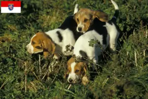 Přečtete si více ze článku Chovatelé a štěňata Chien d’Artois v Hesensku