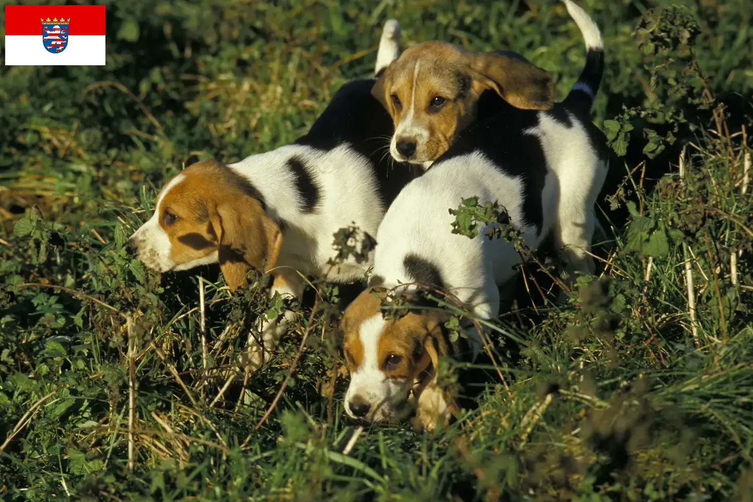 Přečtete si více ze článku Chovatelé a štěňata Chien d’Artois v Hesensku