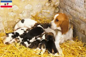 Přečtete si více ze článku Chovatelé a štěňata Chien d’Artois v Meklenbursku-Předním Pomořansku