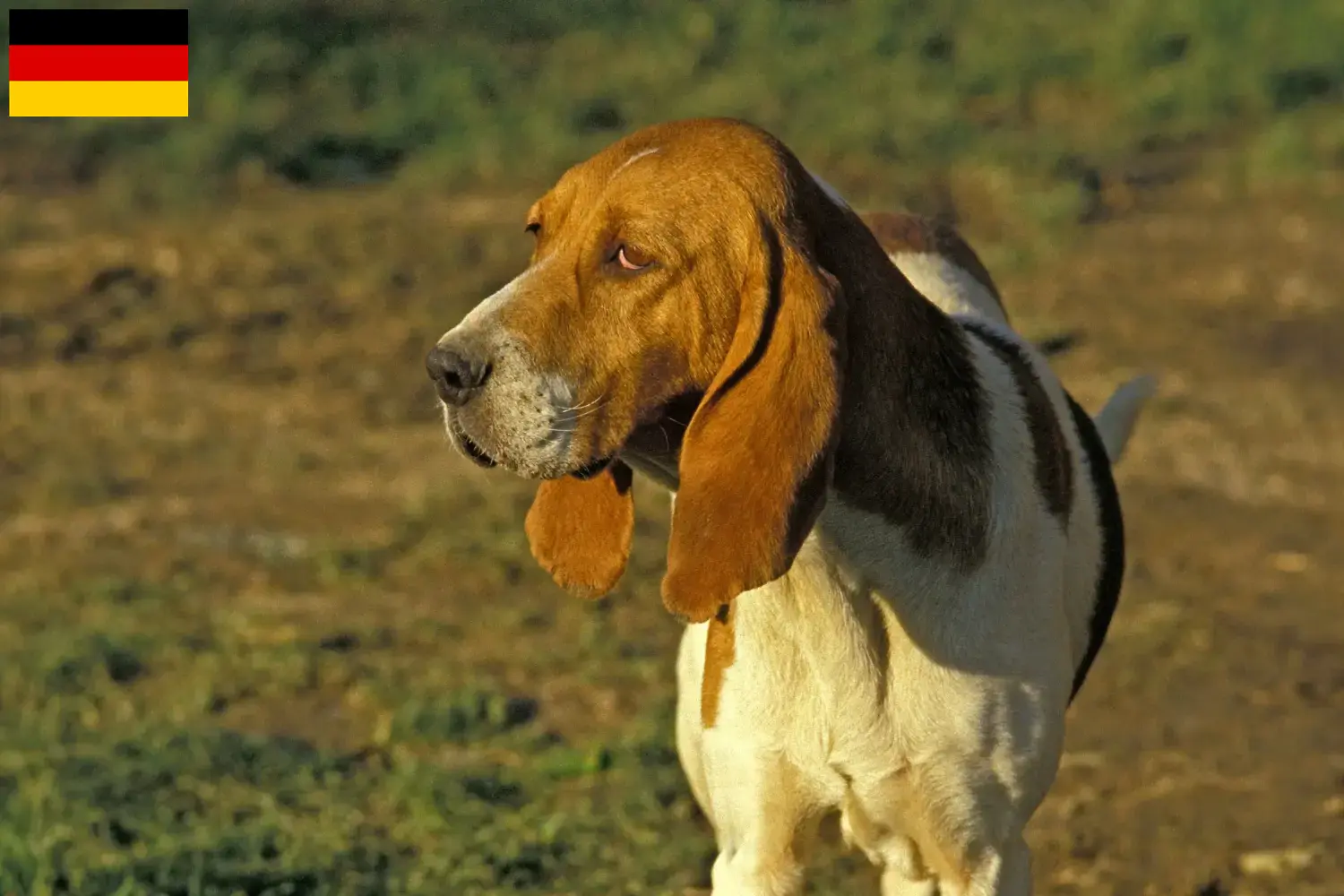 Přečtete si více ze článku Chovatelé a štěňata Chien d’Artois v Německu