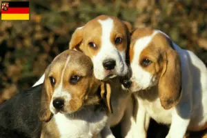 Přečtete si více ze článku Chovatelé a štěňata Chien d’Artois v Porýní-Falci