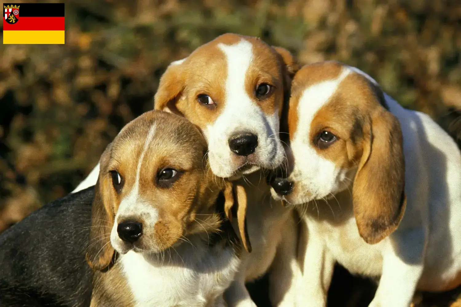 Přečtete si více ze článku Chovatelé a štěňata Chien d’Artois v Porýní-Falci