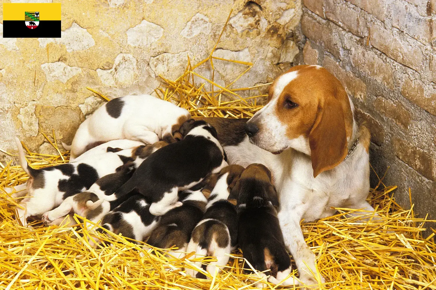 Přečtete si více ze článku Chovatelé a štěňata Chien d’Artois v Sasku-Anhaltsku