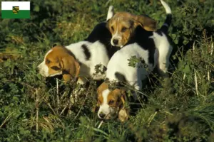 Přečtete si více ze článku Chovatelé a štěňata Chien d’Artois v Sasku
