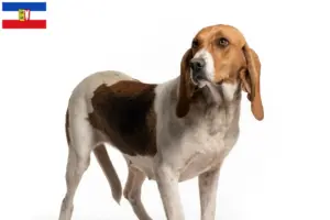Přečtete si více ze článku Chovatelé a štěňata Chien d’Artois ve Šlesvicku-Holštýnsku