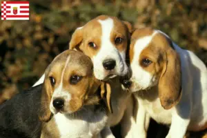 Přečtete si více ze článku Chovatelé a štěňata Chien d’Artois v Brémách