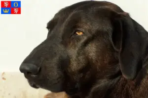 Přečtete si více ze článku Chovatelé a štěňata Chien de Castro Laboreiro v Hradci Králové