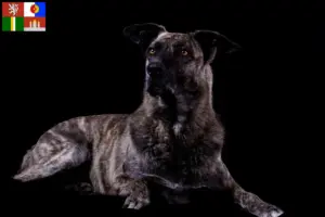 Přečtete si více ze článku Chovatelé a štěňata Chien de Castro Laboreiro v Jihočeském kraji
