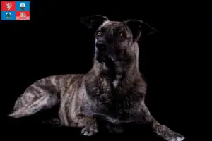 Přečtete si více ze článku Chovatelé a štěňata Chien de Castro Laboreiro v Karlových Varech