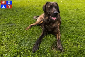 Přečtete si více ze článku Chovatelé a štěňata Chien de Castro Laboreiro v Liberci