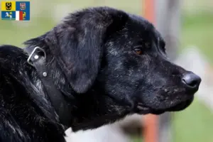 Přečtete si více ze článku Chovatelé a štěňata Chien de Castro Laboreiro v Moravskoslezském kraji