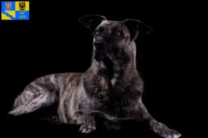 Přečtete si více ze článku Chovatelé a štěňata Chien de Castro Laboreiro v Olomouci