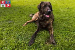 Přečtete si více ze článku Chovatelé a štěňata Chien de Castro Laboreiro v Pardubicích