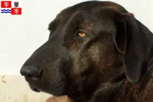 Přečtete si více ze článku Chovatelé a štěňata Chien de Castro Laboreiro ve Středočeském kraji