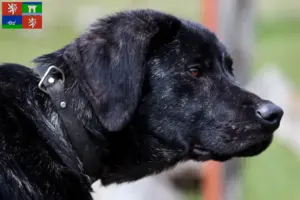 Přečtete si více ze článku Chovatelé a štěňata Chien de Castro Laboreiro v Ústí