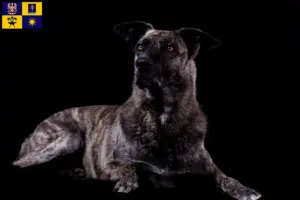 Přečtete si více ze článku Chovatelé a štěňata Chien de Castro Laboreiro ve Zlíně